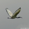 Hellig Ibis