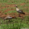 NilgaÌs