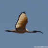 Hellig Ibis