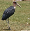 Marabustork