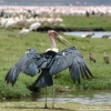 Marabustork