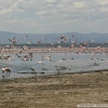 Lille Flamingo