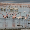 Lille Flamingo