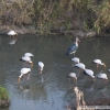 Marabustork, Afrikansk Skovstork